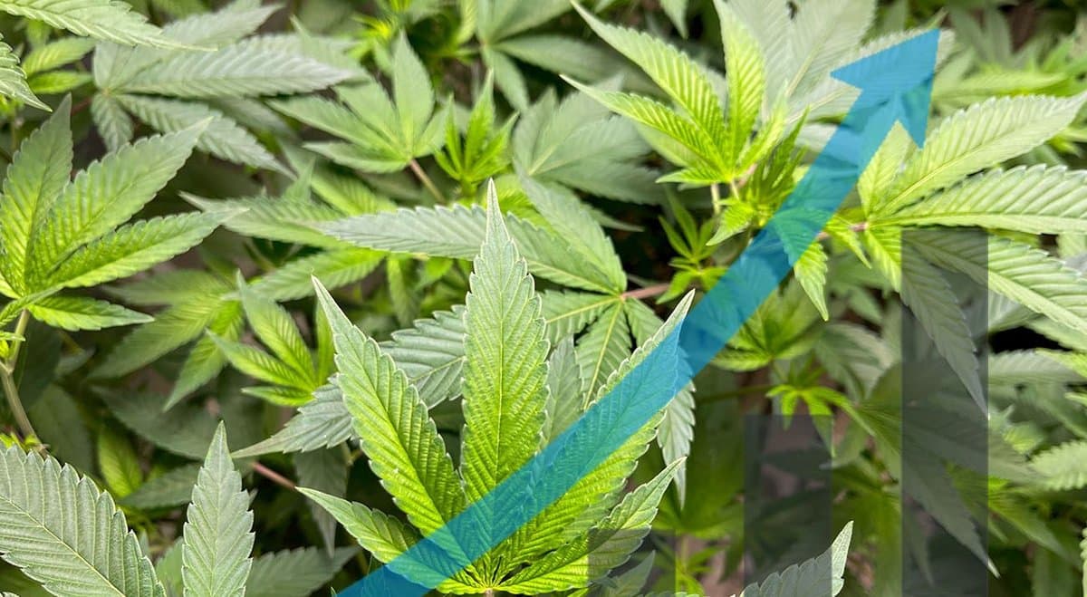 November SAS-B cannabis approvals grow to 12,508