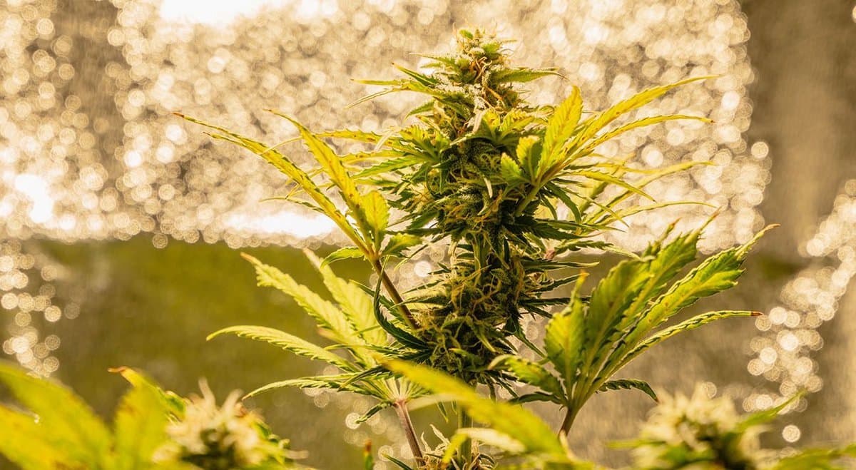 NSW man arrested in Budgewoi bust