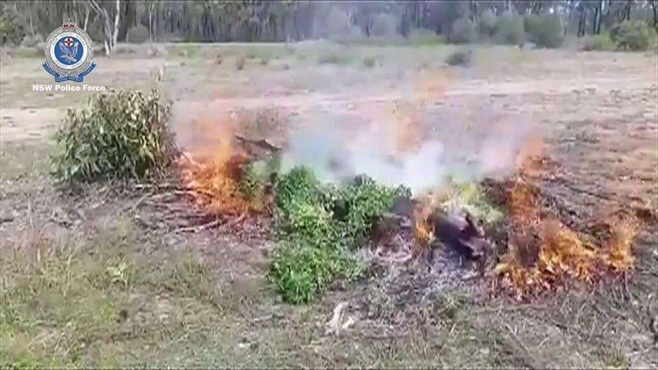 NSW police discover $6 million cannabis grow operation after it catches fire