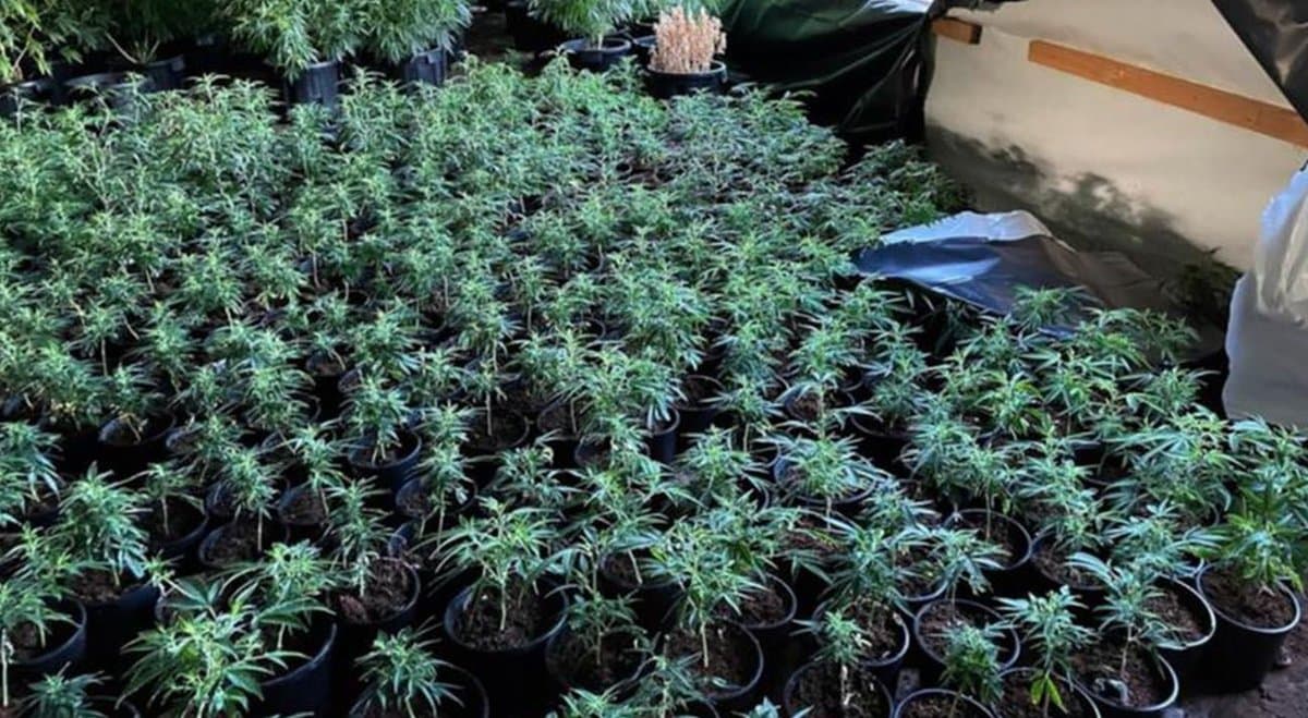 NSW police discover nearly $16 million in cannabis after grow house catches fire
