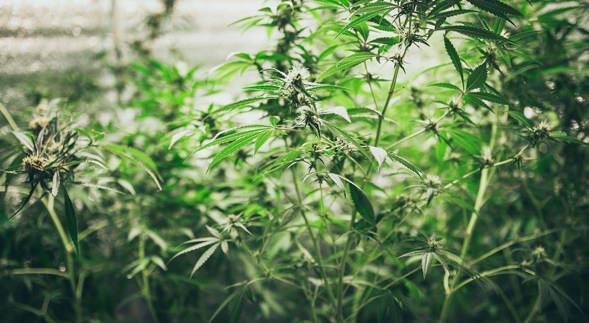 NSW police find 182 cannabis plants in Currans Hill home