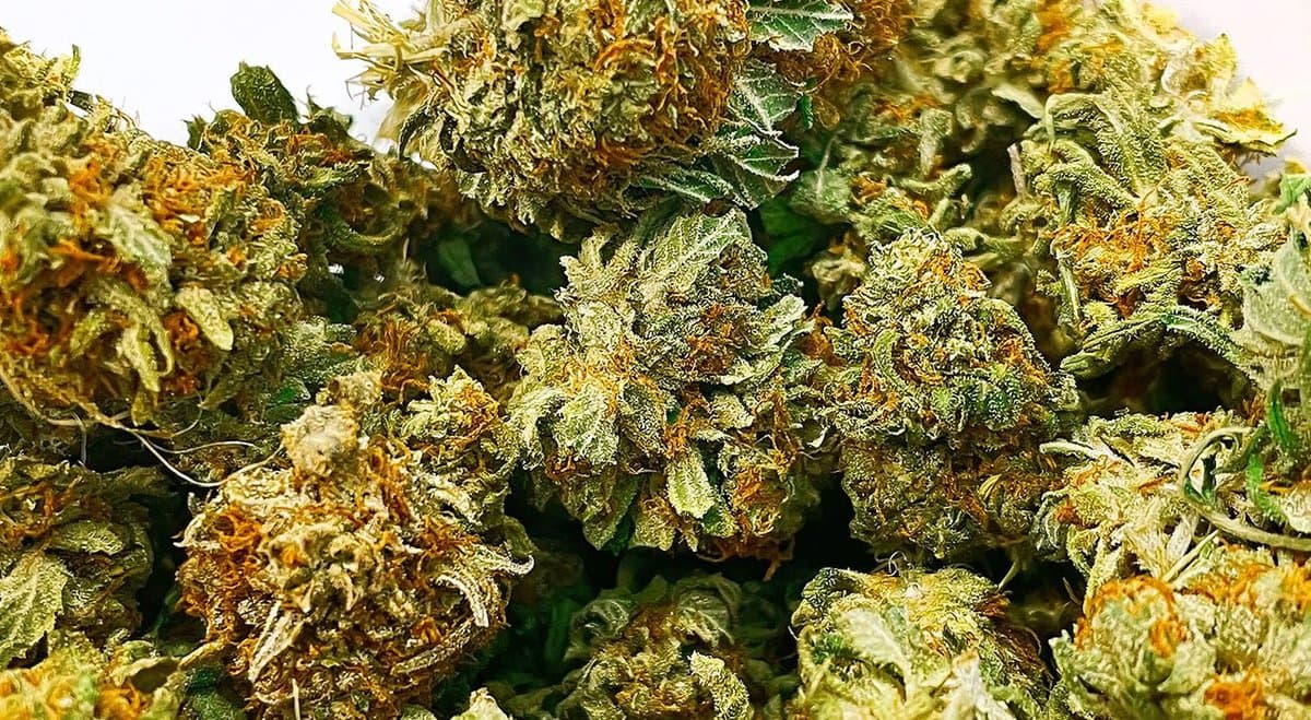 NSW police nab $150k+ in cannabis plants and flower in Tuggerah