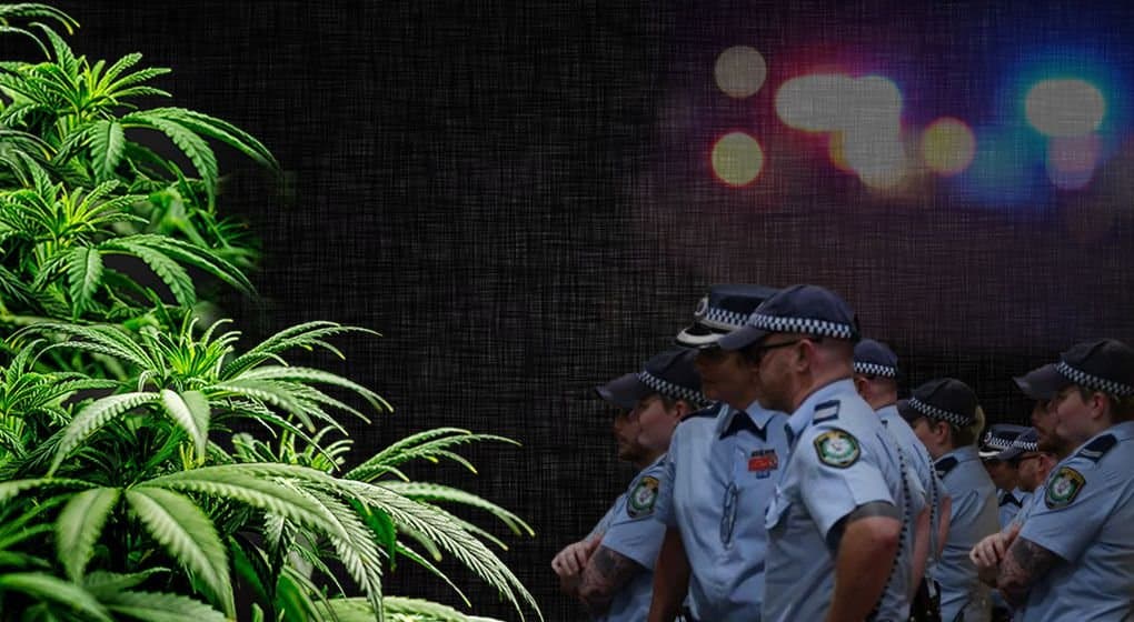 NSW Police seize $100.5 million of cannabis in the first half of 2020