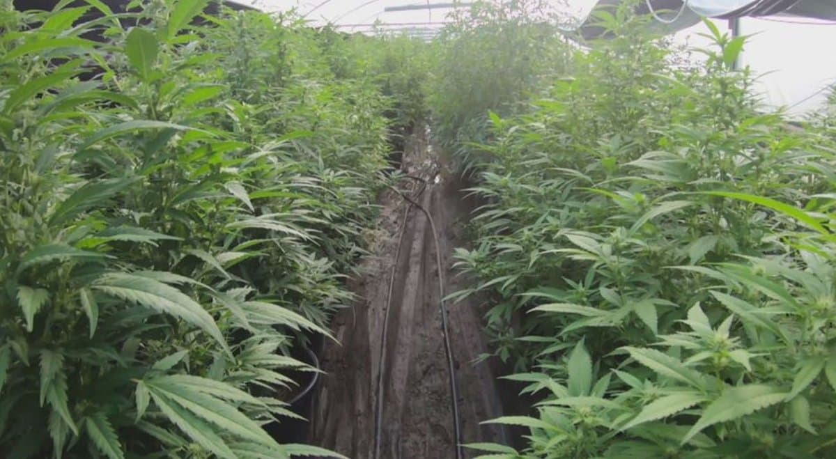 NSW police seize 2,080 cannabis crops, as part of ongoing cannabis crackdown