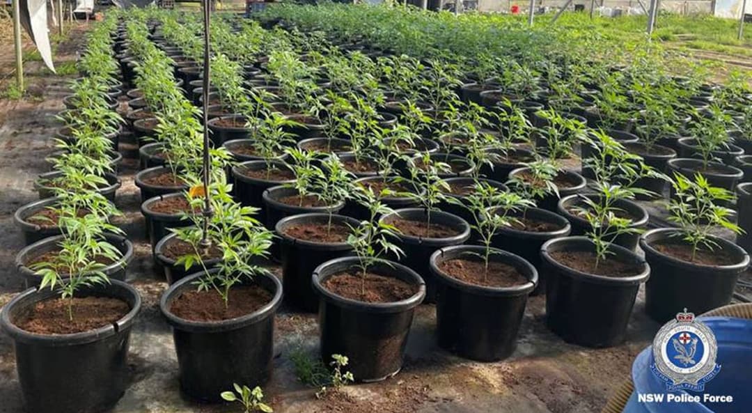 NSW police seize $4.4 million in cannabis in Douglas park | New South ...