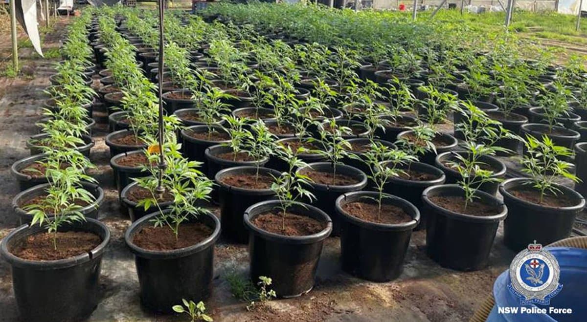 NSW police seize $4.4 million in cannabis in Douglas park