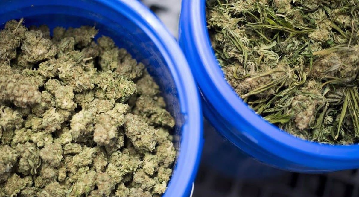 NSW police seize 73 kg of cannabis in a Byron Bay bust