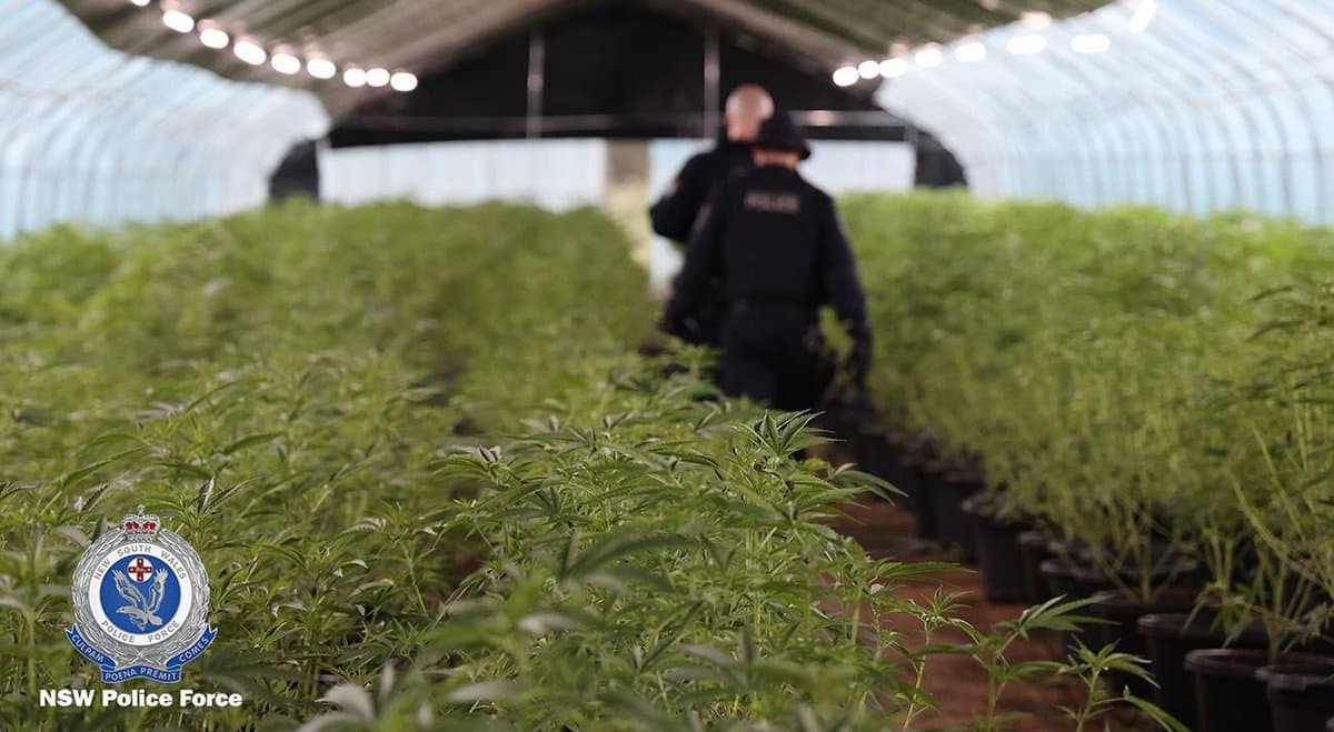 NSW police set national record and seize nearly $67 million in cannabis