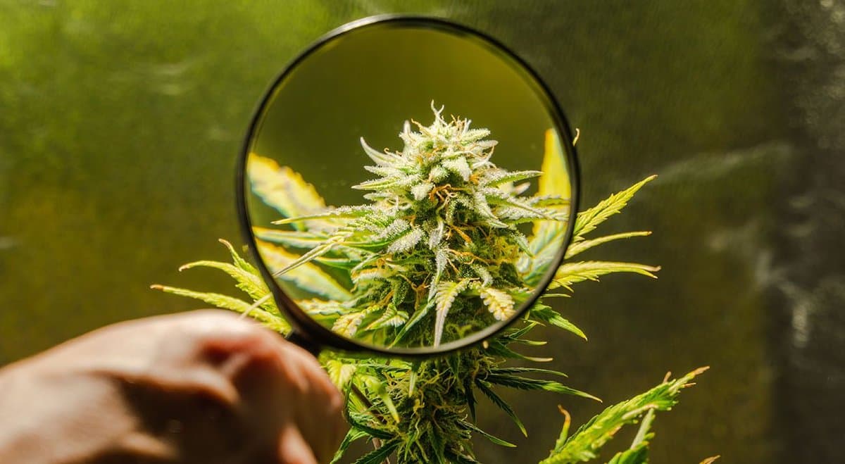 NT police allegedly seize 18.5kg of cannabis after driver fails roadside drug test