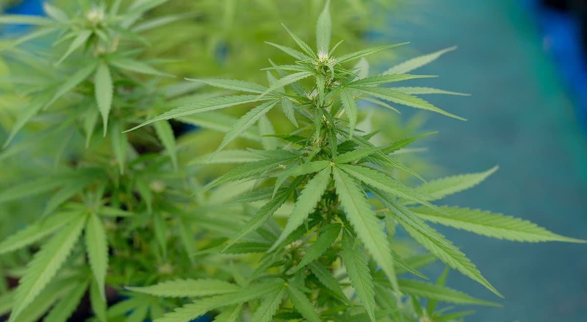 NZ-based Greenfern aims to raise $4 million for medical cannabis