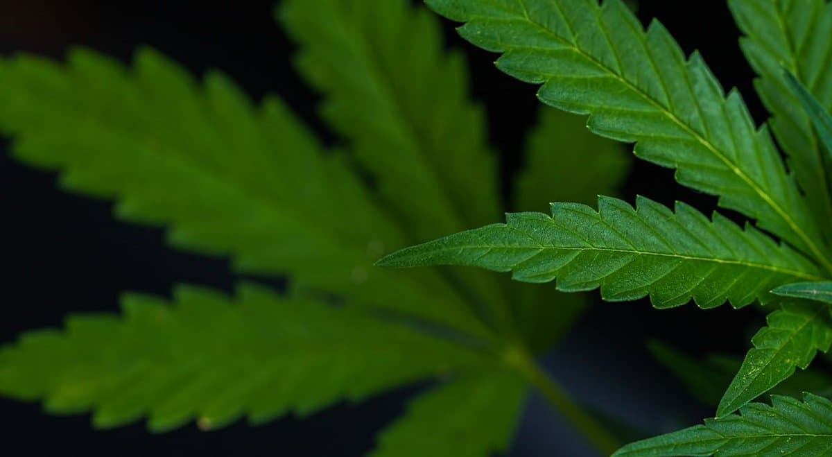NZ politician David Seymour believes the cannabis referendum was a "tactical mistake"