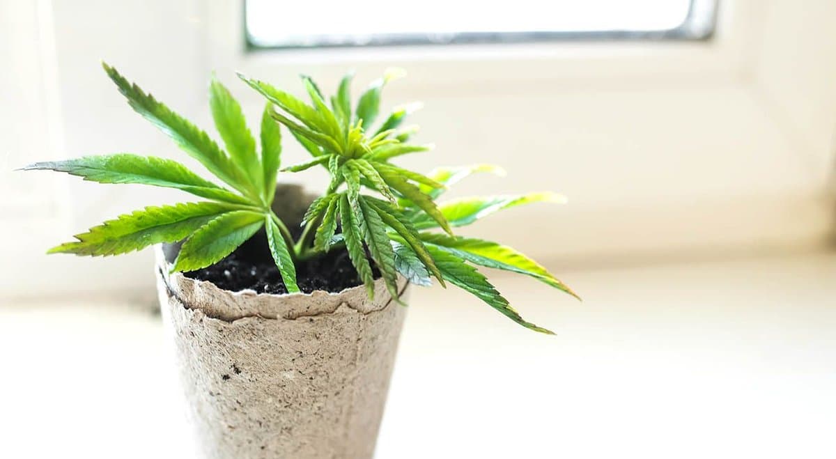 "Only a matter of time" until WA legalises cannabis, says MP Sophia Moermond