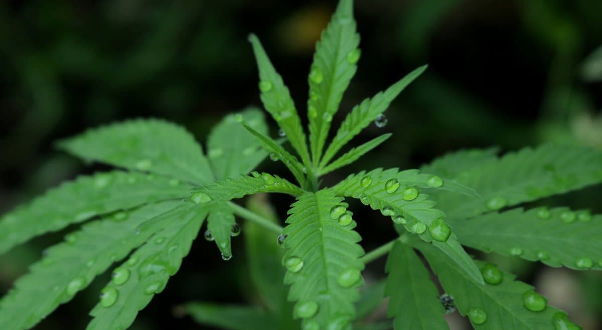 Pensioner fined for growing 49 cannabis plants to use as seizure medication