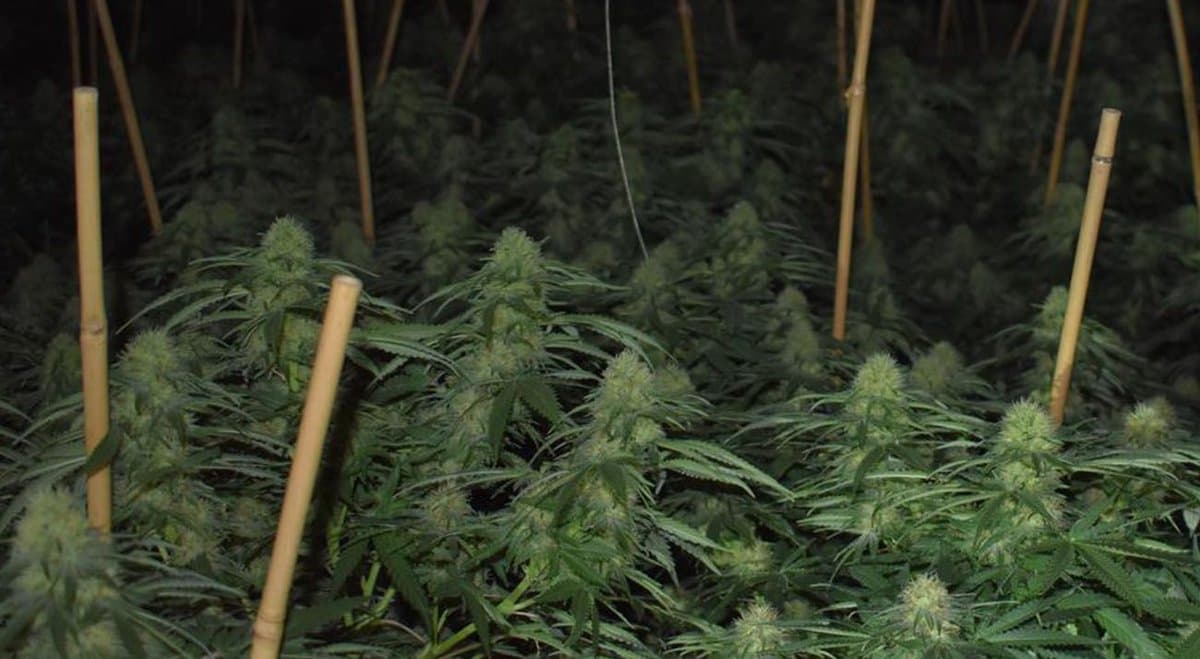 Police seize 2,500 cannabis plants from a fake distribution centre in Mordialloc