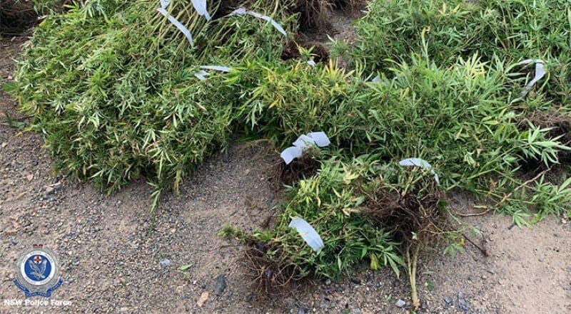 Police Snag Another $2.3 Million in Cannabis