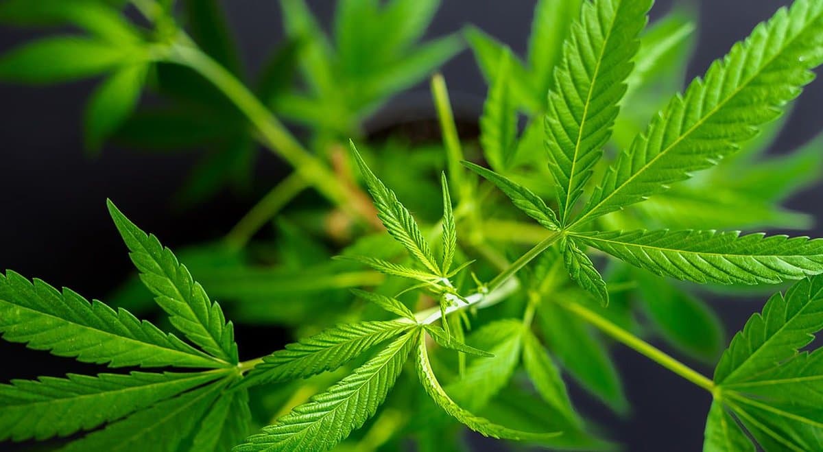 Pondering Pot launches Australia’s largest database of cannabis companies