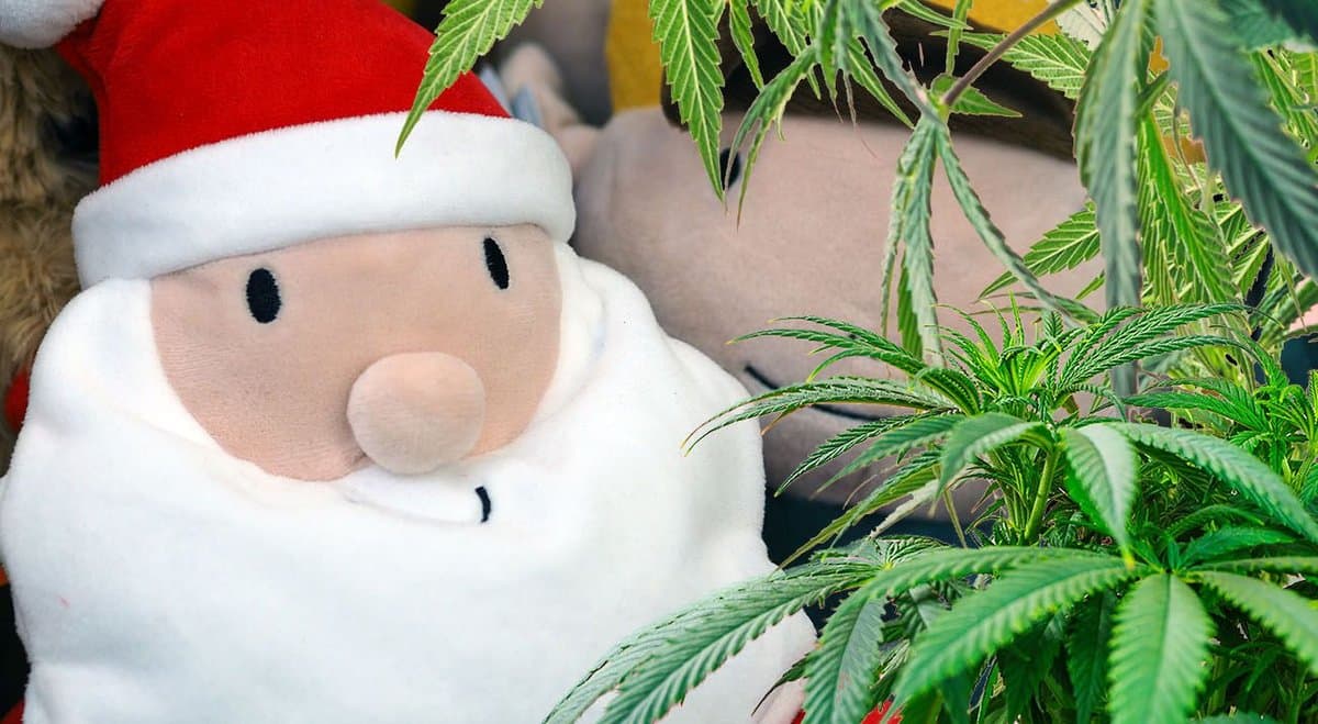 Pondering Pot's 2020 Canna-Christmas Buying Guide