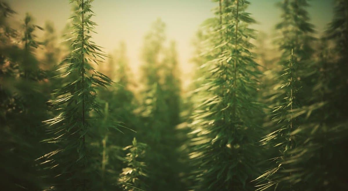 Queensland court sentences 67-year-old who grew over 1,000 cannabis plants for “personal use”