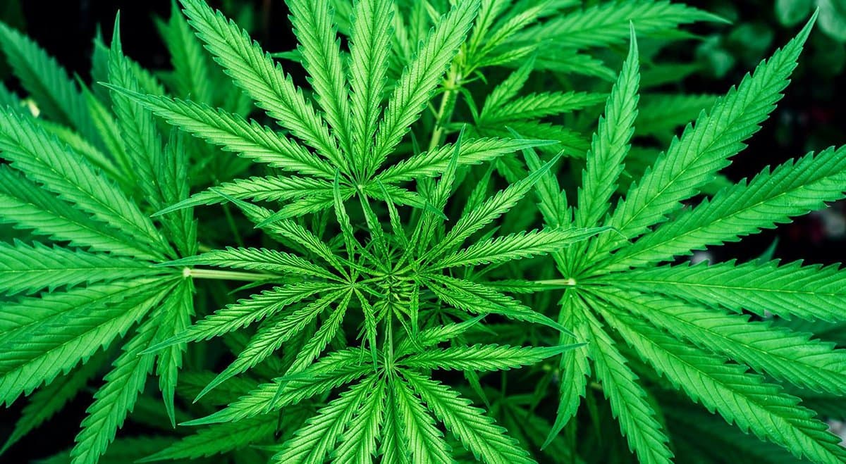 Queensland man busted for growing cannabis as oxycodone replacement