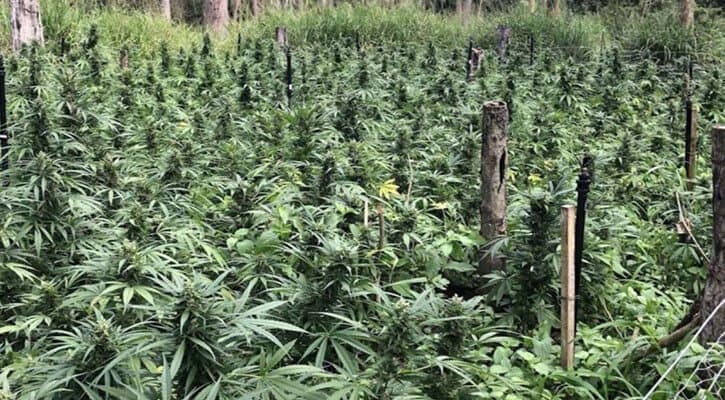 Queensland Man Convicted After $20million Of Cannabis Discovered Near Mackay