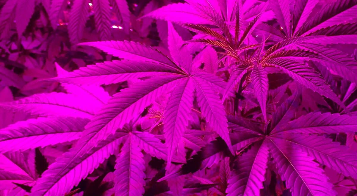 Queensland Man Convicted After Writing His Name On Cannabis Plants