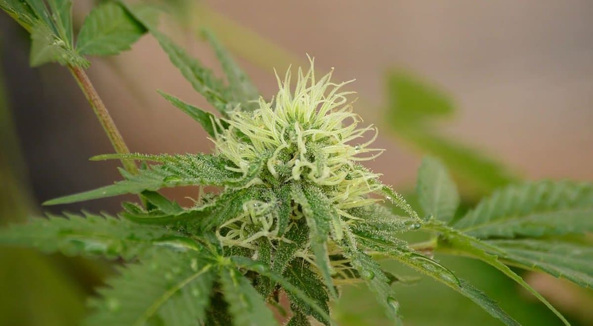 Queensland man faces court after growing cannabis to treat nephew’s epilepsy