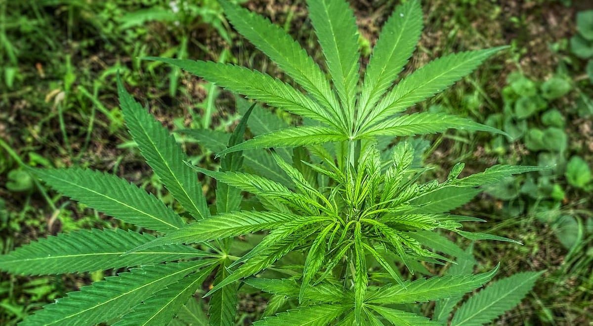 Queensland man fined $1,000 for minor drug possession and attempting to grow cannabis