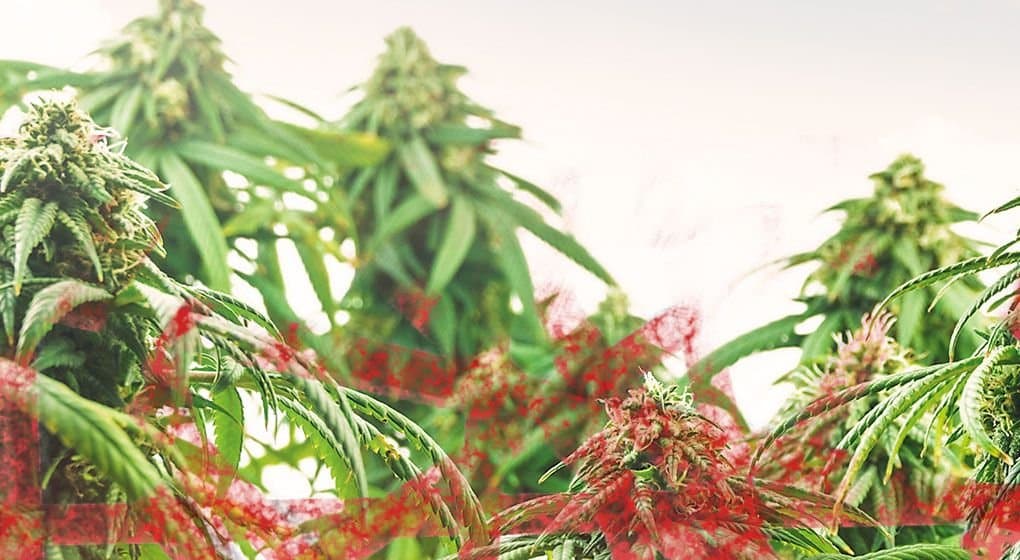 Queensland Removes Red Tape Around Medical Marijuana