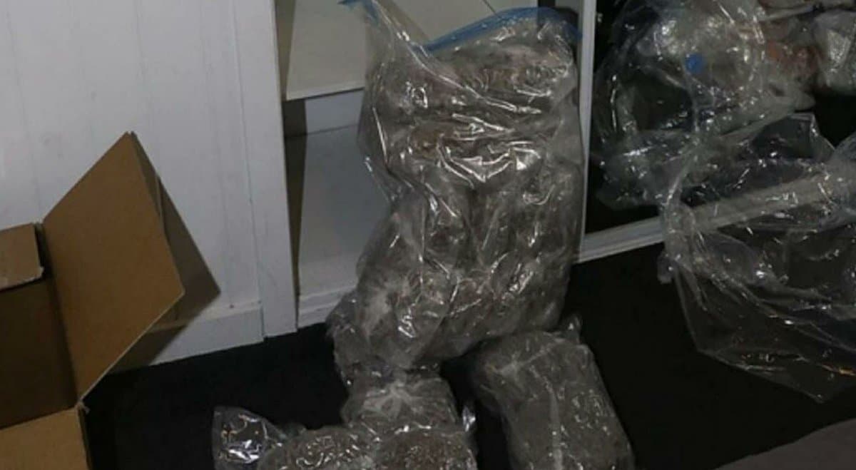 Queensland seizes $180k in cannabis in Kelvin Grove
