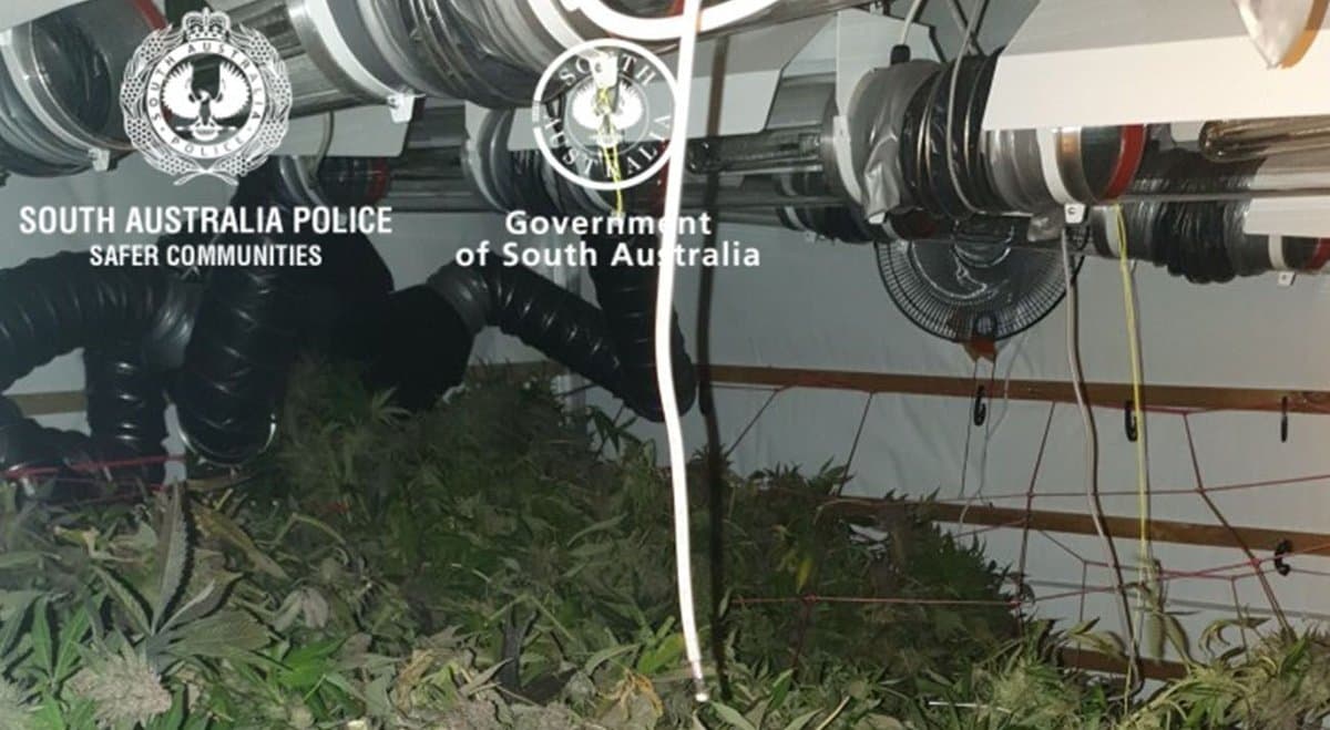 SA police seize 12 cannabis plants from Myponga home