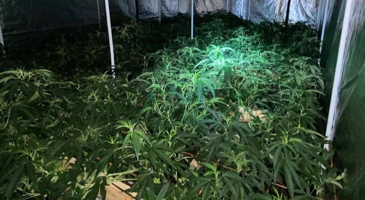 SA police uncover hidden cannabis crop behind "secret underground door"