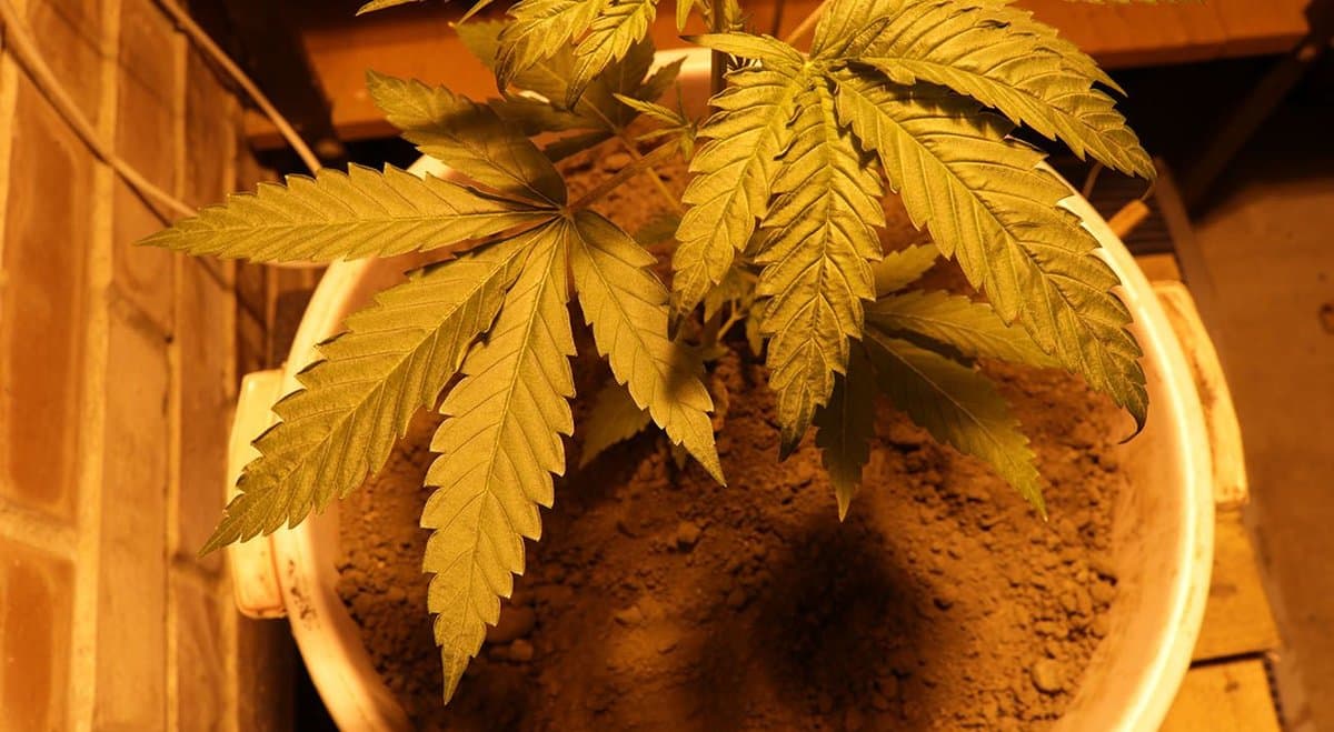 South Australian woman sentenced after growing 72 cannabis plants to win back her cheating husband