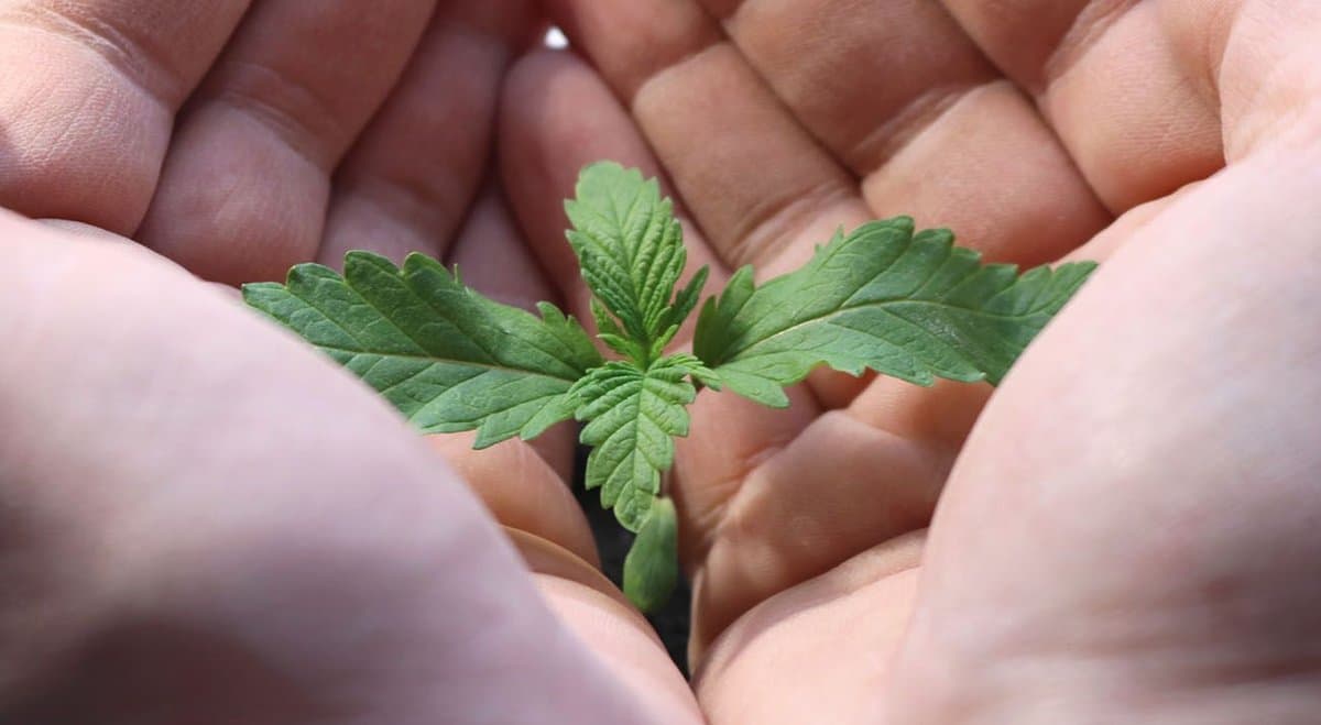 Study finds 42% of MS sufferers have self-managed symptoms with medical cannabis