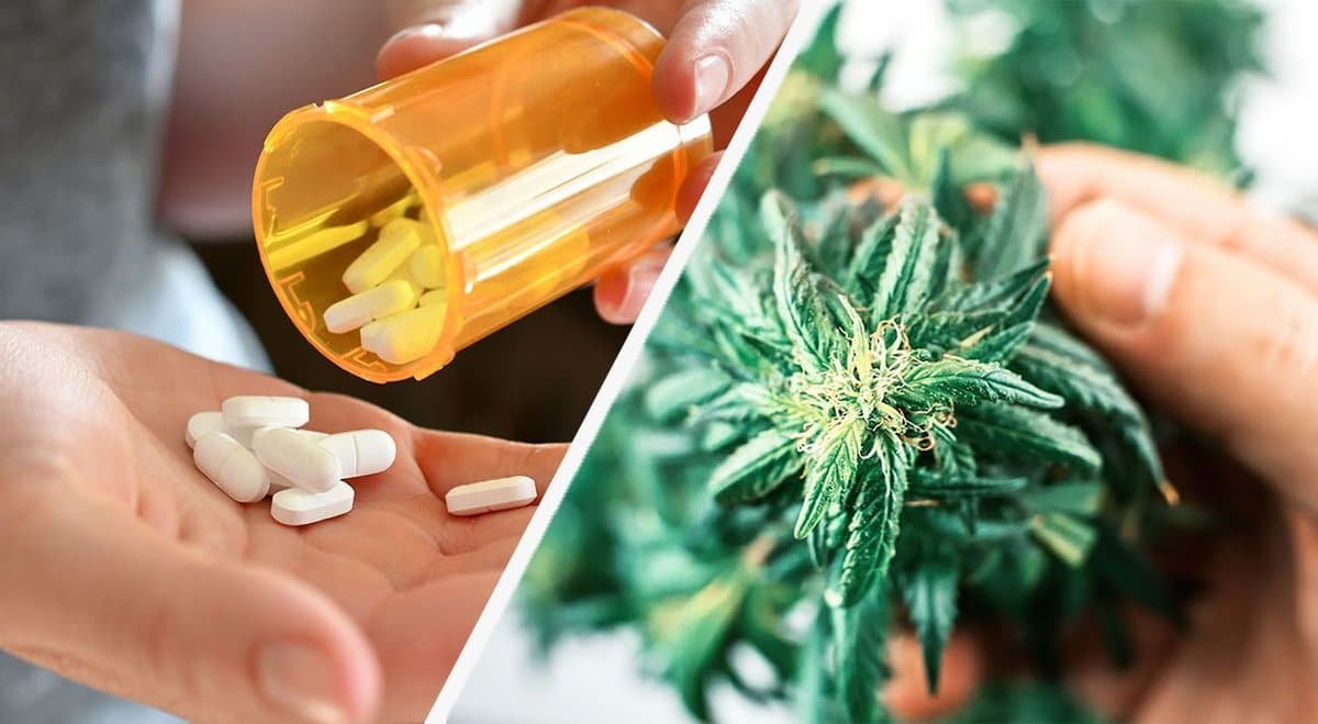 Study finds 52.3% of emergency medicine doctors prefer medical cannabis over opioids when they are equally effective