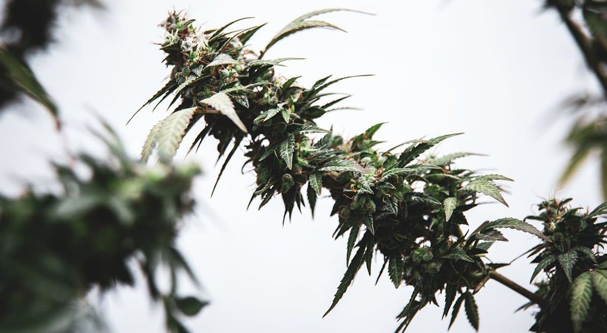 Study finds that high-THC cannabis has no impact on people's decision-making skills