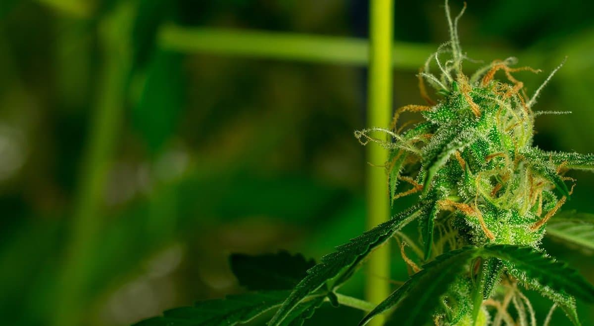 Study Finds Vaporized Cannabis Can Treat Pain Sickle Cell Disease Pain