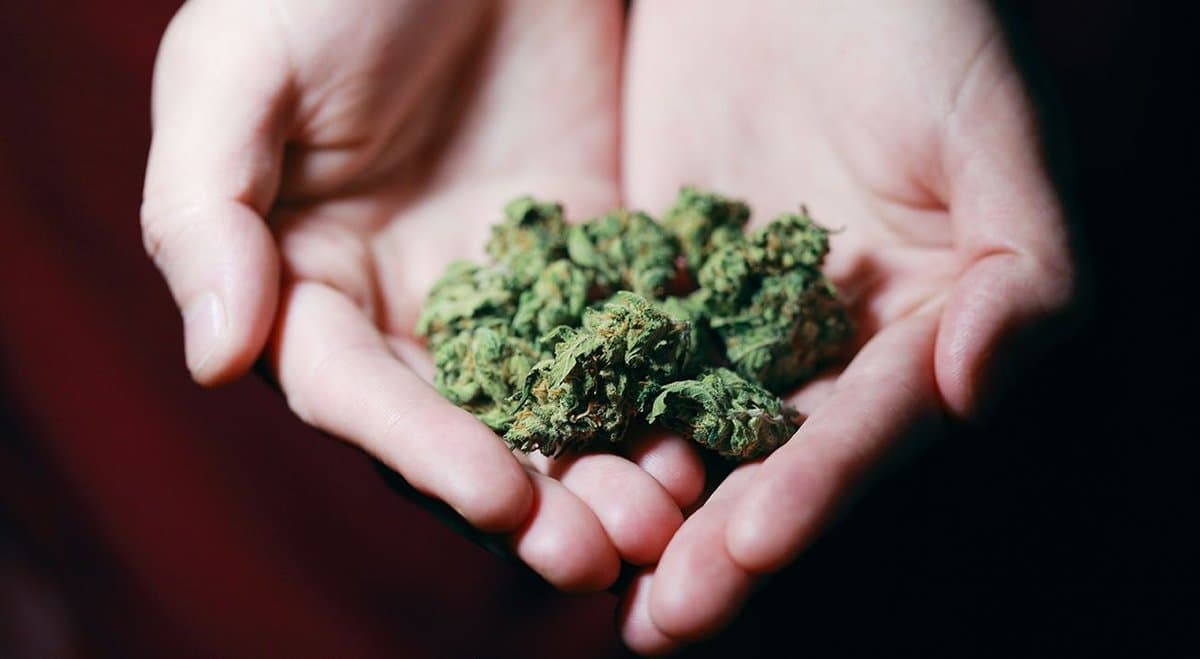 Study shows cannabis legalisation "not associated" with increased risk of suicide or poor mental health outcomes