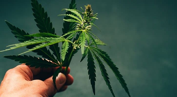 Support For Medical Cannabis Grows Among Government Agencies