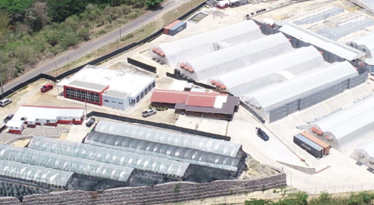 Sydney-based cannabis company Cannim ships first batch of Jamaican cannabis to Germany