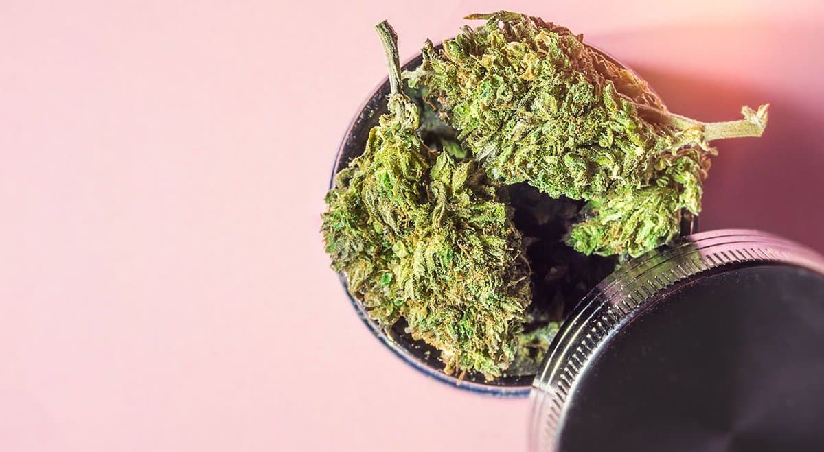 Sydney Researchers Find New Cannabis Strain ‘Eve’ Kills Cancer Cells