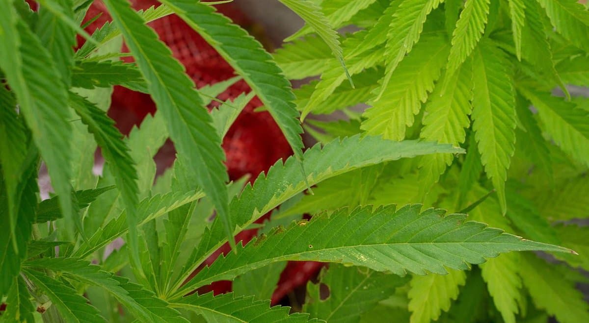 Tasmania grows 80% of Australia’s hemp crops