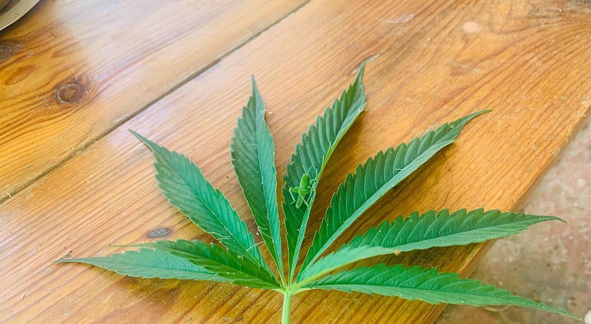 Thailand announces Southeast Asia’s first "medical cannabis tour"