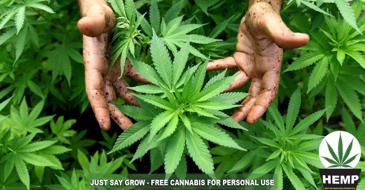 The HEMP Party are coming at cannabis prohibition with a new name and new determination