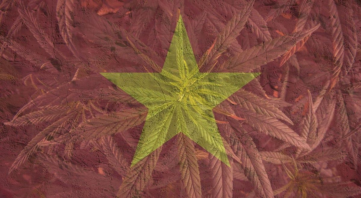 The rise of Vietnam's cannabis empire in Australia