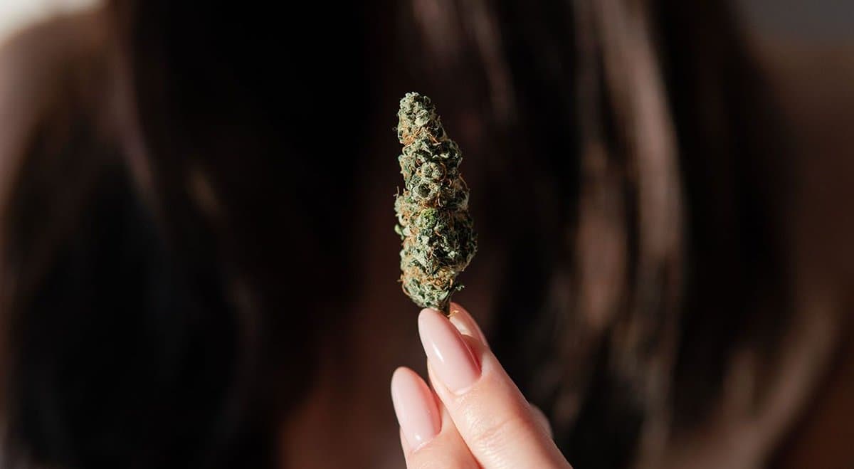 The TGA reveals why data on medical cannabis is so hard to access