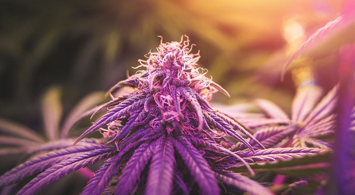 These 5 medicinal cannabis products failed to meet the TGA's requirements