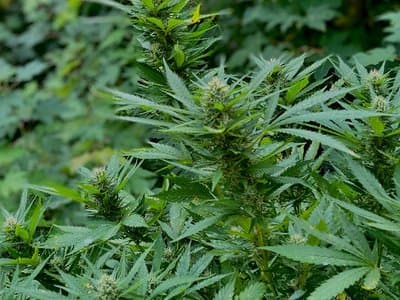 ABC reports on flaws in Canberra’s cannabis laws