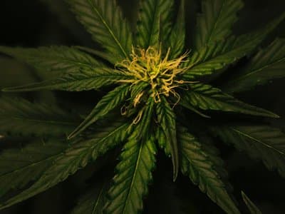 ACT First State to Legalise Cannabis