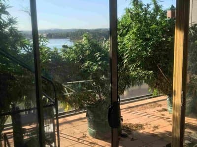 ACT man caught with two too many cannabis plants