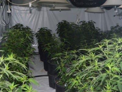 ACT Ripping Up Roots Of Illegal Grow Houses
